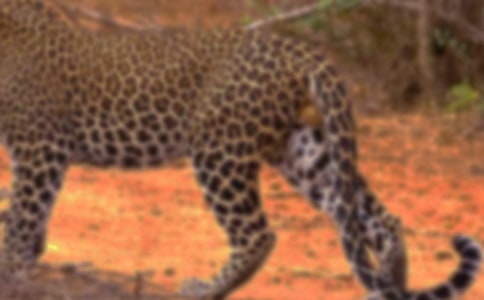 豹子的天賦童話作文