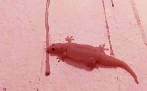 �P�ڱڻ�����ӛ��ͨ��10ƪ��