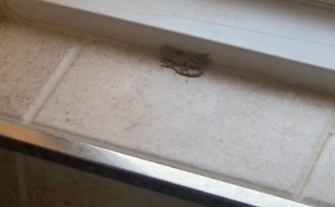 小壁虎借尾巴第二課時教案