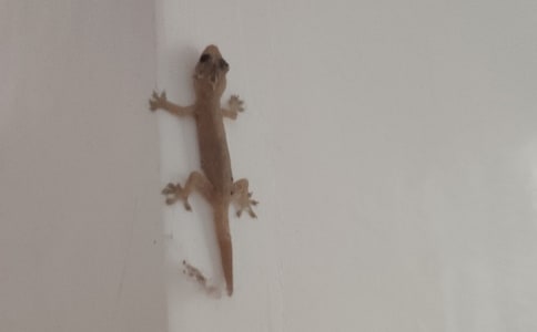 �ڻ��Ć�ʾ���ķ��ģ�ͨ��10ƪ��