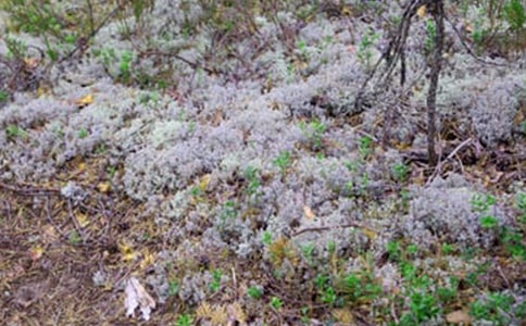 �����������γɵ�