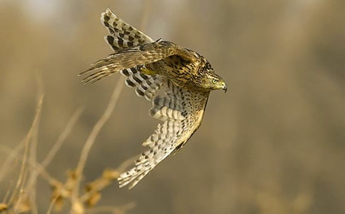 �n�����{��Ĵ���С�W���꼉����