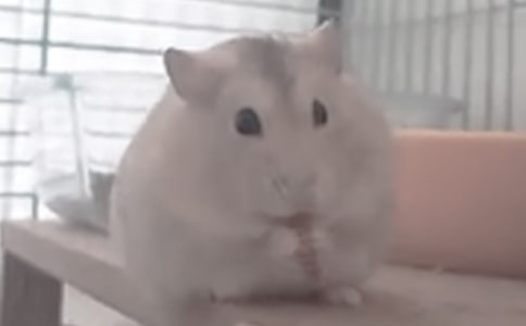 �^��С�}�����ӛ�����x10ƪ��