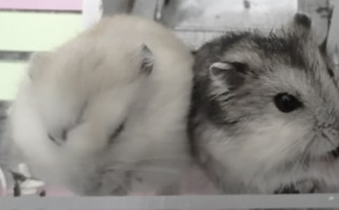 觀察小倉鼠觀察日記800字