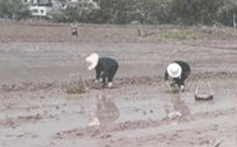 《插秧》的教案設計