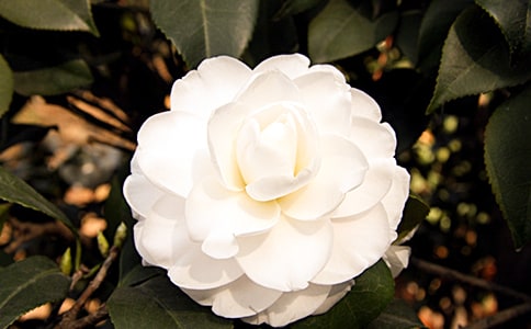 �茑(xi��)ɽ�軨��Ψ��Ԋ(sh��)��