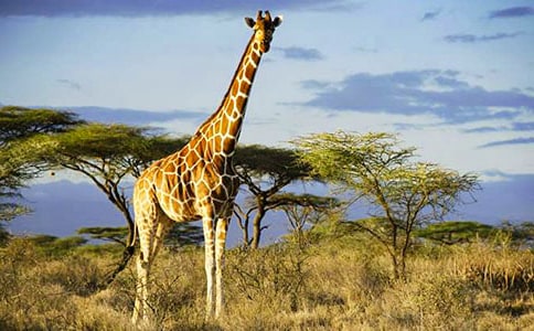 《長頸鹿拉拉》讀后感650字