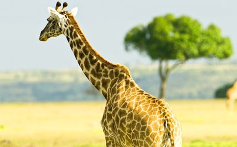 �L�i¹���L฽̰�