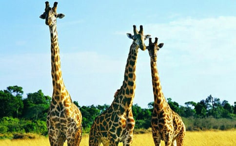 �а����g���L�i¹