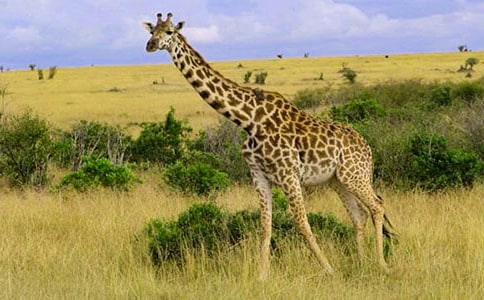 長頸鹿好長喔教案