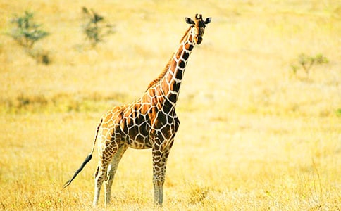 �а�ˇ�g�̰����ɐ۵��L�i¹_�а�ˇ�g�̰�