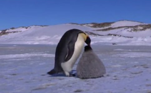 超越生命的愛的讀后感悟