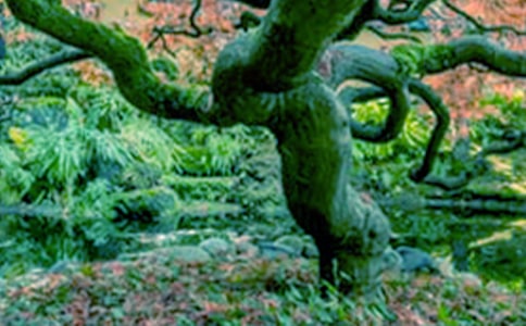 ��������ɢ��