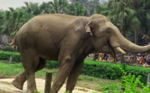 �����С�õĹ���