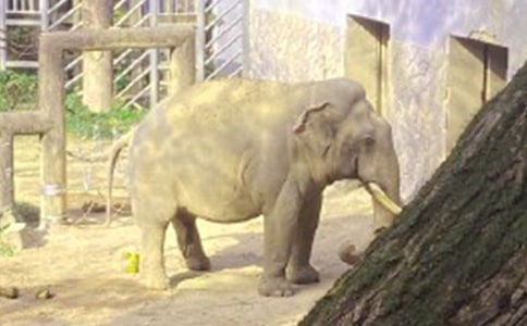 大象報仇二十年不晚閱讀理解附答案