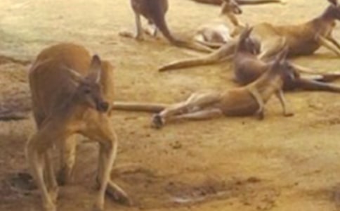 小袋鼠中班教案