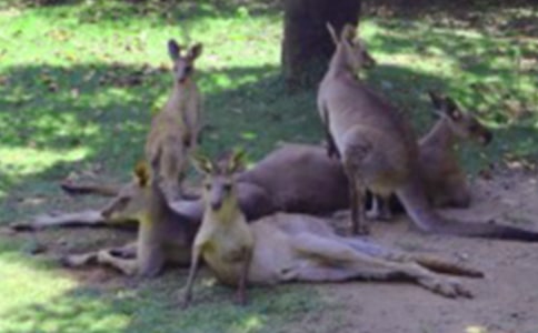 �����󋌋����а�̰�