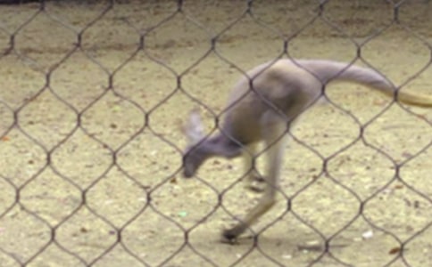 搗蛋的小袋鼠讀后感100字參考