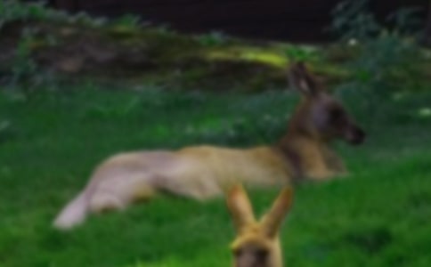 С���w�������󌚌������~