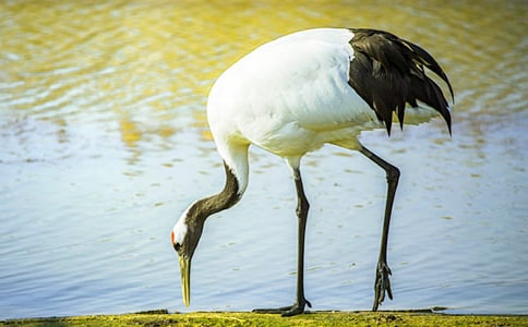 丹頂鶴的傳說詩歌