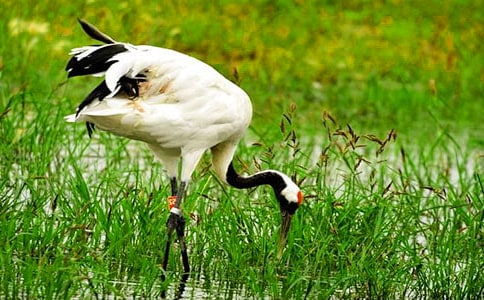 美麗的丹頂鶴教案教學設計