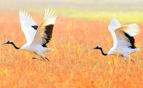 �����ĵ���Q�Ľ̰��̌W(xu��)�O(sh��)Ӌ