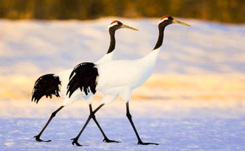 �������ĵ���Q������̰�