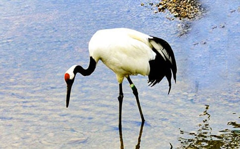 ���P����Q��Ԋ�������