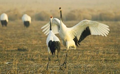 ����Q�����x���500��