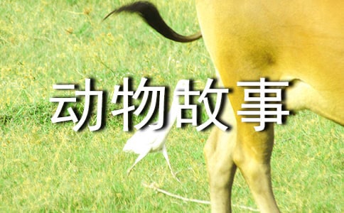 西頓野生動物故事集讀后感400字