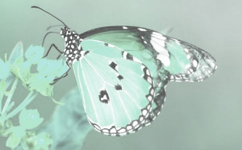 ���P�^���ֲ�����ӛ250�֣����x39ƪ��