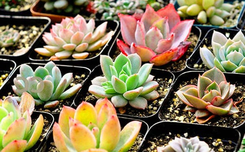 多肉和外婆作文