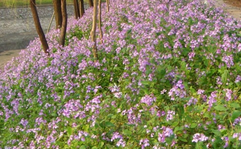 《二月蘭》讀后感(精選10篇)
