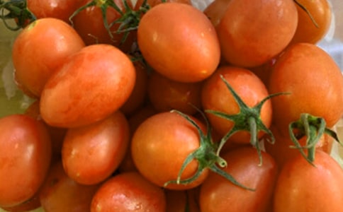 我心中的番茄太陽讀后感