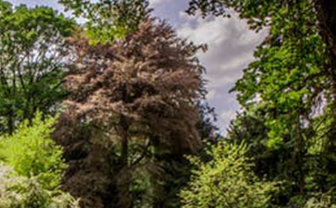 ��������������һ���L������ɢ��