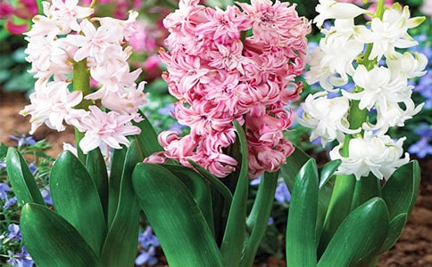 風(fēng)信子作文(15篇)