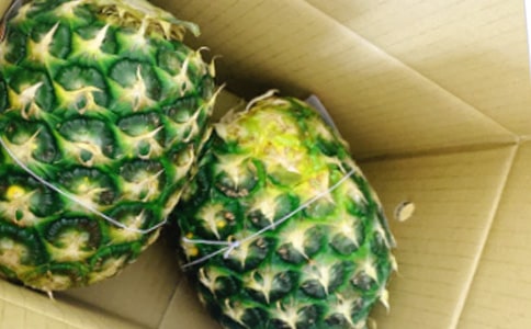 小學優秀作文:我愛鳳梨