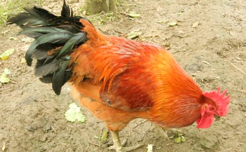 《何家公雞何家猜》教案