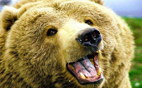 《被寵壞的狗熊》讀后感