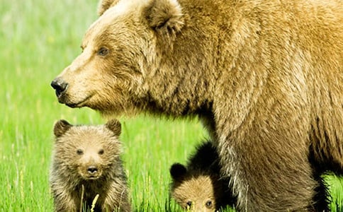 ����Z�ԡ���ֻ�����ܡ������f�n��