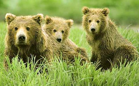 小班游戲優(yōu)秀教案及教學(xué)反思《小羊在狗熊腳邊迷路了》