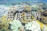 中班美術《海底世界》教案(精選16篇)
