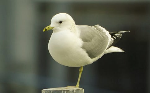 ���t�̼{ɭ�x���800��