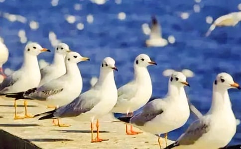 ����Ԋ�裺�^�w�ĺ��t