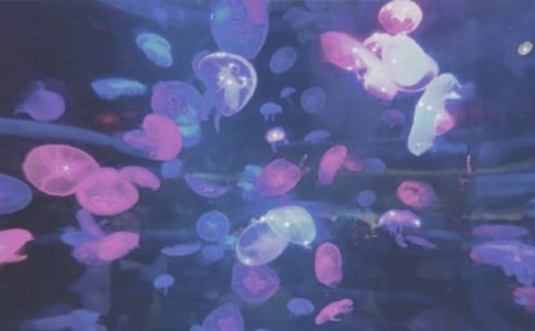 �L¡���󹫈@��(d��o)���~-��(d��o)���~����