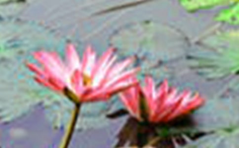 �P�ںɻ���Ψ������