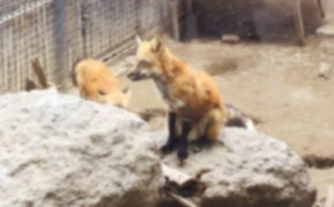 《我心中的狐貍》說課稿及反思