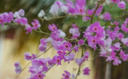 有關描寫春天花朵的句子180句