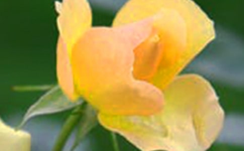 2021年精選花朵優美句子錦集34條