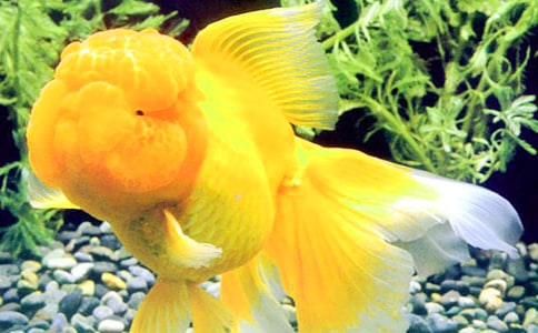 �ɐ�(��i)��С���~(y��)С�W(xu��)��ӛ